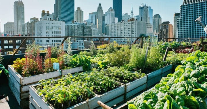 Potager urbain en toiture : comment l’agriculture sur les toits révolutionne nos villes